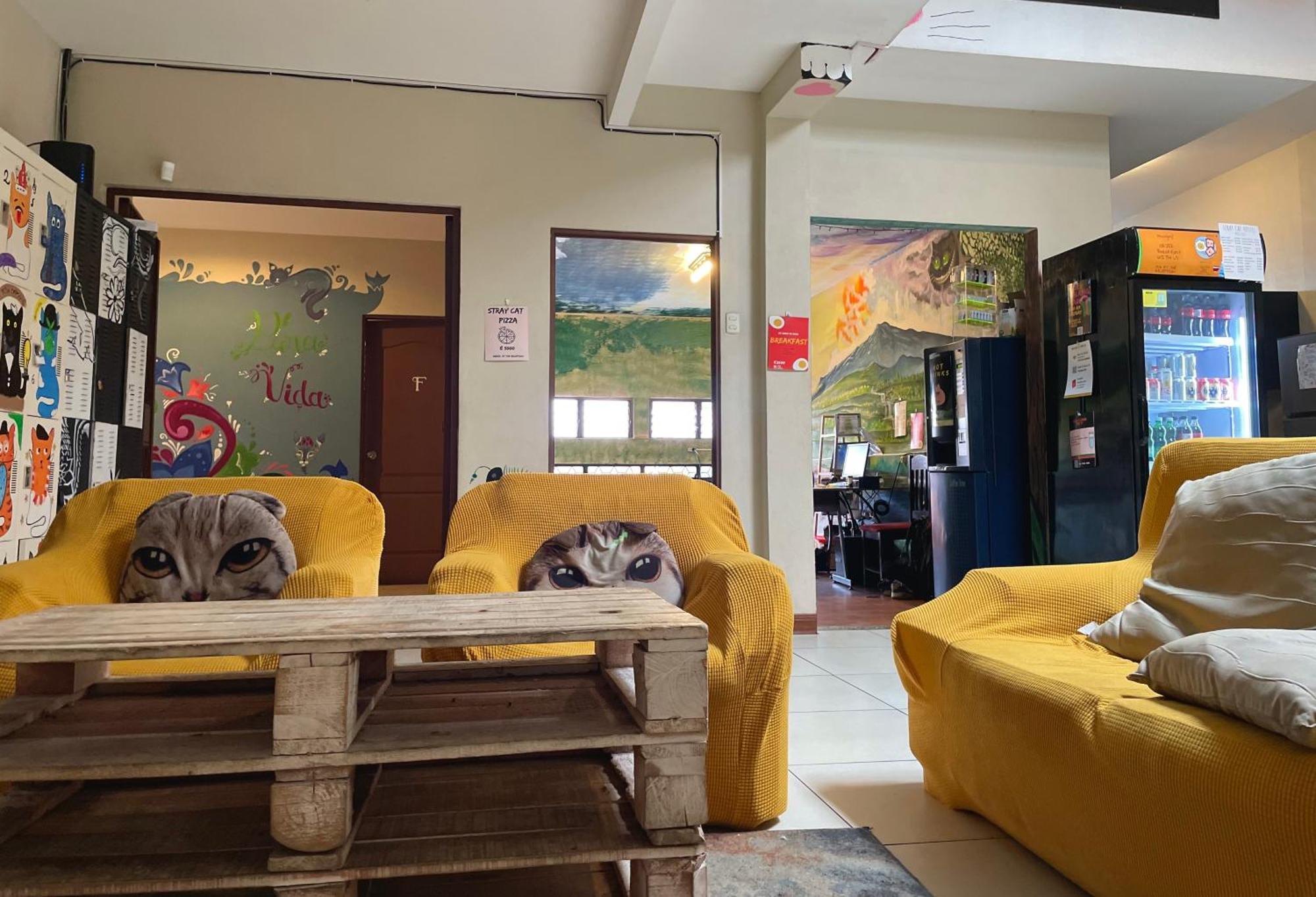Stray Cat Hostel Сан-Хосе Екстер'єр фото